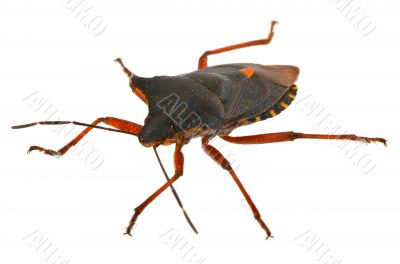 bug on white