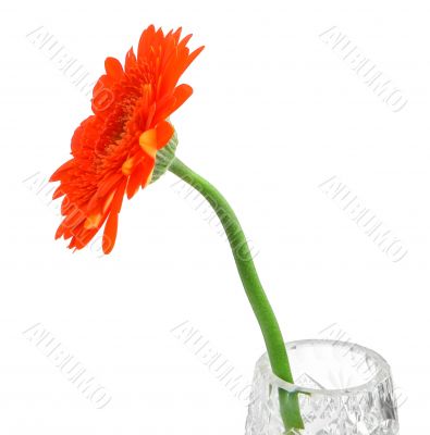single red gerbera