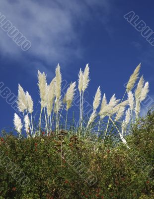 Pampass Grass