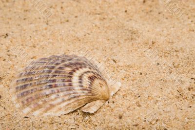 Clam Shell