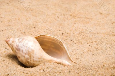 Conch Shell