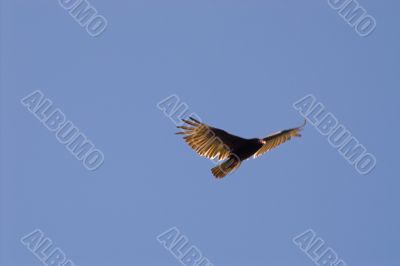 Turkey Vulture