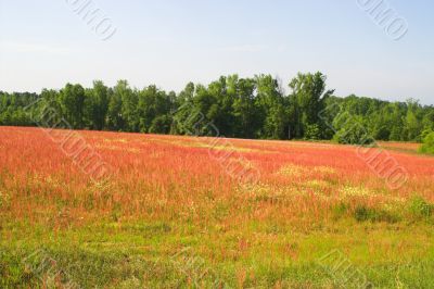 Spring Field