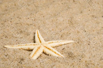 Starfish