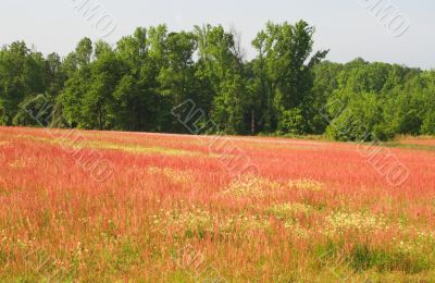 Spring Field