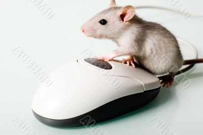 House mouse