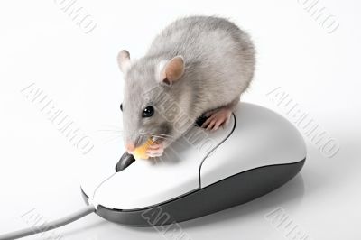 Grey mouse