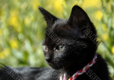 black kitten