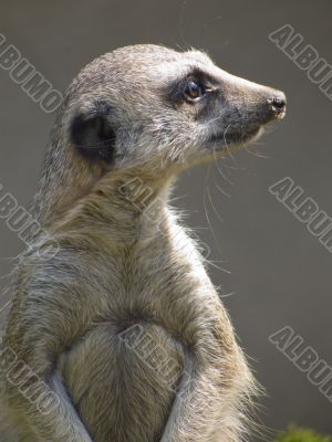 Meerkat