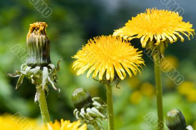 Two yellow dandelions