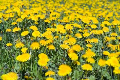 yellow meadow with dandelions