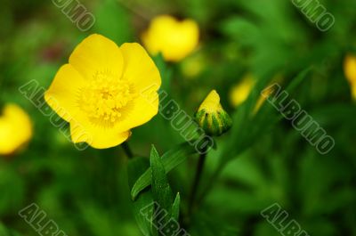 Yellow buttercup