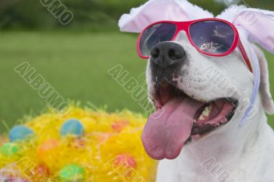 Easter Pooch