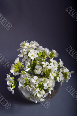 Bouquet of white Flowers