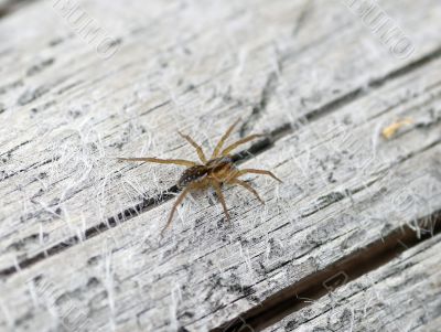 Spider