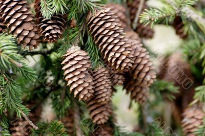 Lumps on the pine tree