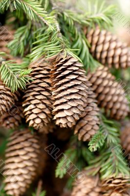 Lumps on the pine tree
