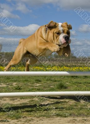 jumping bulldog