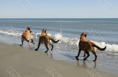 three malinois and the sea