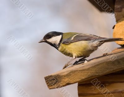 great tit