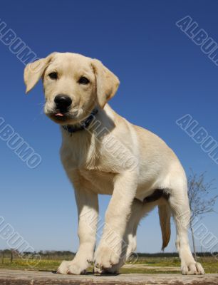 puppy labrador