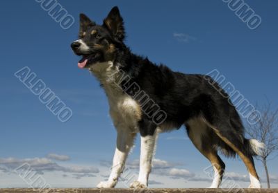 border collie