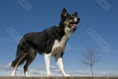 border collie