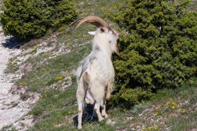 Goat and juniper