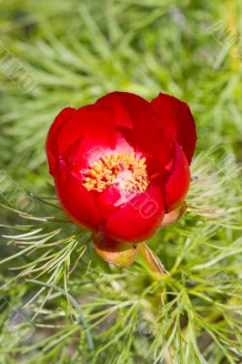 Paeonia daurica