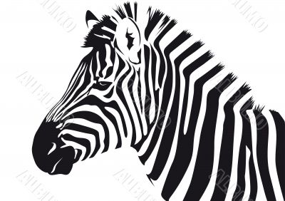 Zebra