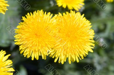 dandelions