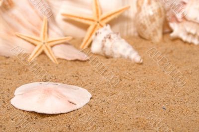 Sand Dollar