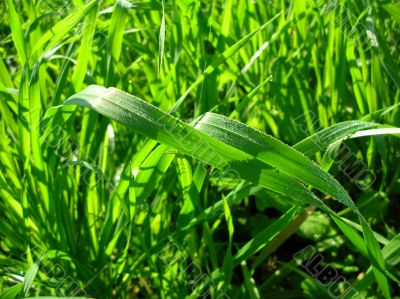 green leaves