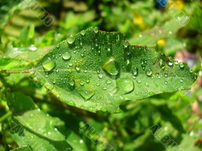 green leaves