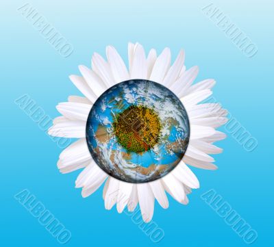 daisy globe