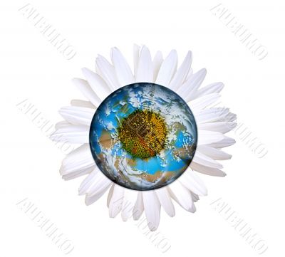 daisy globe