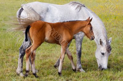 horse with its son eating grass