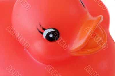 Red plastic duck