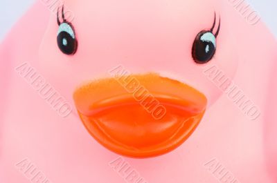 Plastic duck
