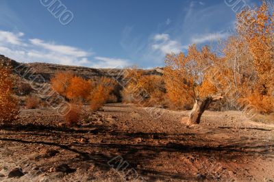 Desert Wash