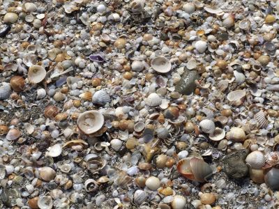 Shells texture