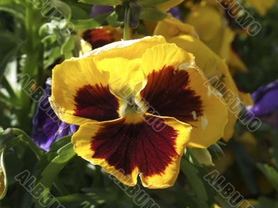 Spring flower