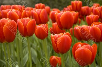 field of red tulips
