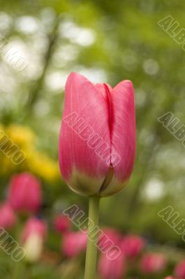 single red tulip