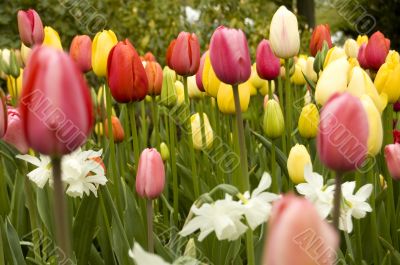 field of colourfull flowers