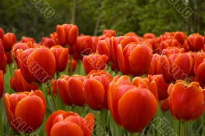 field of red tulips