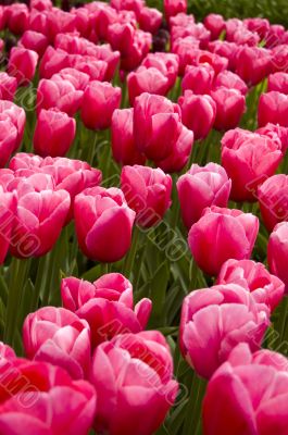 field of pink tulips