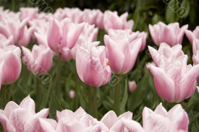 field of pink tulips