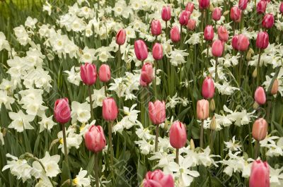 field of red tulips and white narcisses