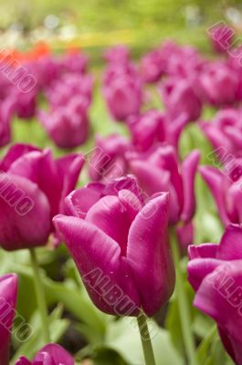 field of pink tulips